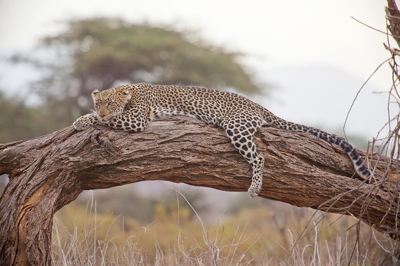Safari Camps